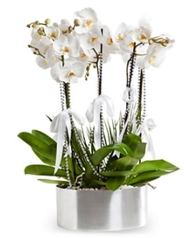 Be dall metal saksda beyaz orkide  Kocaeli cicekciler , cicek siparisi 