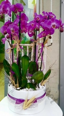 Seramik vazoda 4 dall mor lila orkide  zmit Kocaeli nternetten iek siparii 
