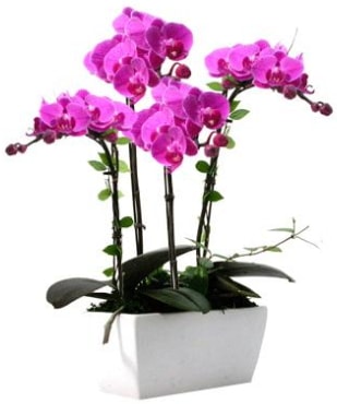 Seramik vazo ierisinde 4 dall mor orkide  zmit Kocaeli anneler gn iek yolla 