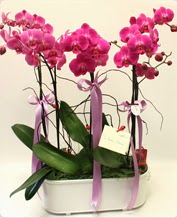 Beyaz seramik ierisinde 4 dall orkide  zmit Kocaeli iek online iek siparii 