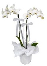 2 dall beyaz orkide  Kocaeli internetten iek sat 