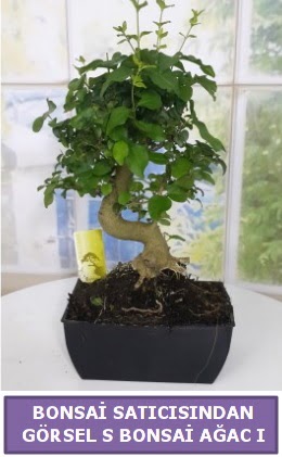 S dal erilii bonsai japon aac  zmit Kocaeli anneler gn iek yolla 