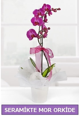 Seramik ierisinde birinci kalite tek dall mor orkide  Kocaeli online iek gnderme sipari 