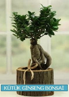 Ktk aa ierisinde ginseng bonsai  zmit Kocaeli cicek , cicekci 