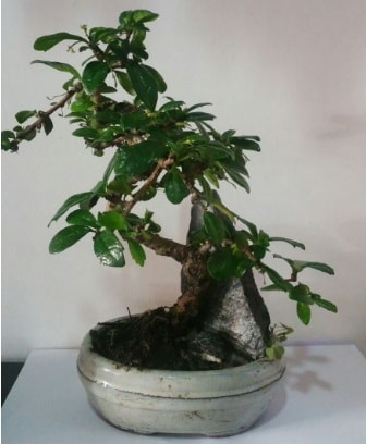 S eklinde ithal bonsai aac  Kocaeli cicekciler , cicek siparisi 