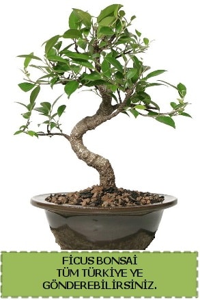Ficus bonsai  zmit Kocaeli cicek , cicekci 