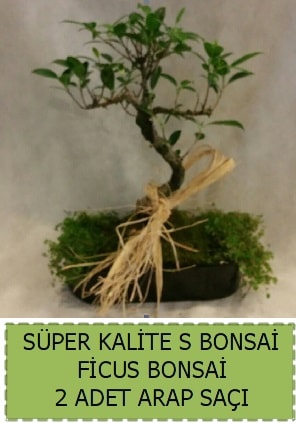 Ficus S Bonsai ve arap sa  Kocaeli 14 ubat sevgililer gn iek 