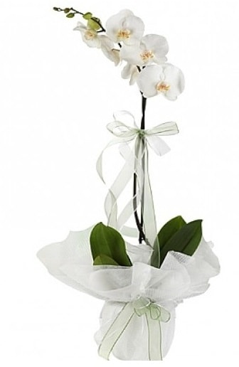 Tekli Beyaz Orkide  Kocaeli iek servisi , ieki adresleri 