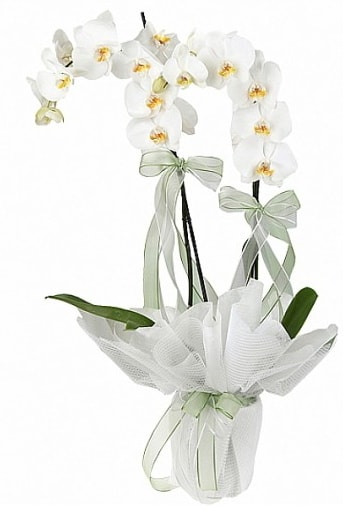 ift Dall Beyaz Orkide  zmit Kocaeli iek sat 