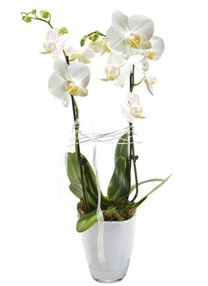2 dall beyaz seramik beyaz orkide sakss  zmit Kocaeli cicek , cicekci 