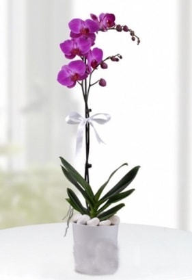 Tek dall saksda mor orkide iei  Kocaeli yurtii ve yurtd iek siparii 