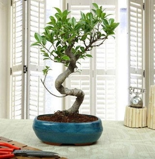 Amazing Bonsai Ficus S thal  zmit Kocaeli online ieki , iek siparii 