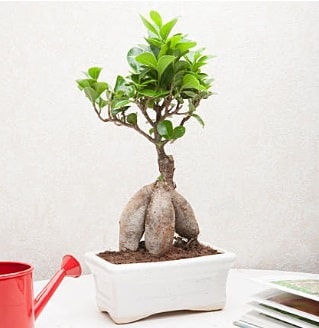 Exotic Ficus Bonsai ginseng  zmit Kocaeli hediye iek yolla 