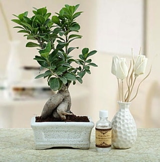 Ginseng ficus bonsai  Kocaeli yurtii ve yurtd iek siparii 