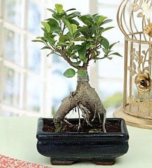 Appealing Ficus Ginseng Bonsai  zmit Kocaeli iek sat 
