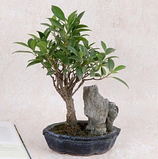 Japon aac Evergreen Ficus Bonsai  zmit Kocaeli cicek , cicekci 
