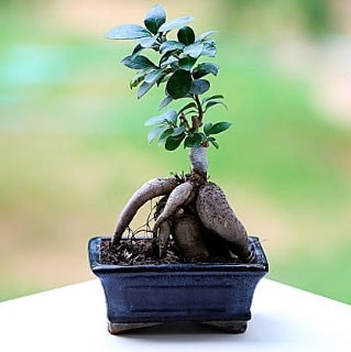 Marvellous Ficus Microcarpa ginseng bonsai  Kocaeli iek yolla , iek gnder , ieki  