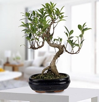Gorgeous Ficus S shaped japon bonsai  Kocaeli iekiler 