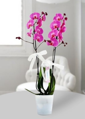 ift dall mor orkide  Kocaeli yurtii ve yurtd iek siparii 