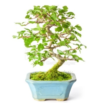 S zerkova bonsai ksa sreliine  Kocaeli online iek gnderme sipari 