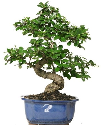 21 ile 25 cm aras zel S bonsai japon aac  Kocaeli 14 ubat sevgililer gn iek 