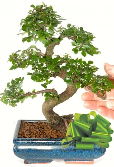 Yaklak 25 cm boyutlarnda S bonsai  Kocaeli kaliteli taze ve ucuz iekler 