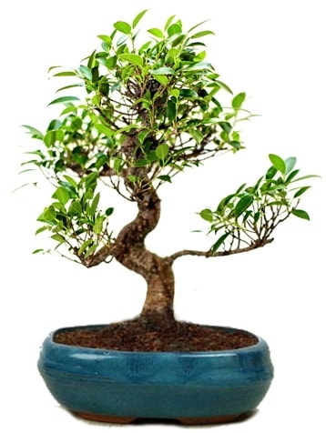 25 cm ile 30 cm aralnda Ficus S bonsai  zmit Kocaeli cicek , cicekci 