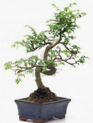 S gvde bonsai minyatr aa japon aac  zmit Kocaeli anneler gn iek yolla 