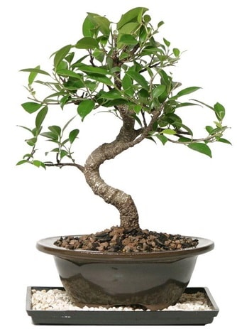 Altn kalite Ficus S bonsai  Kocaeli 14 ubat sevgililer gn iek  Sper Kalite