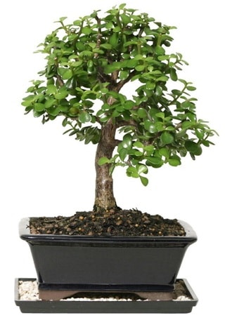 15 cm civar Zerkova bonsai bitkisi  Kocaeli kaliteli taze ve ucuz iekler 