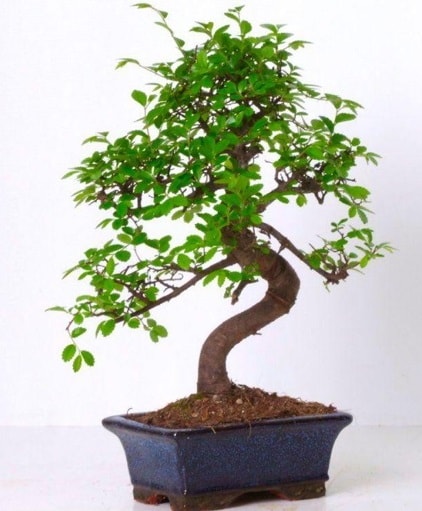 S gvdeli bonsai minyatr aa japon aac  zmit Kocaeli cicek , cicekci 