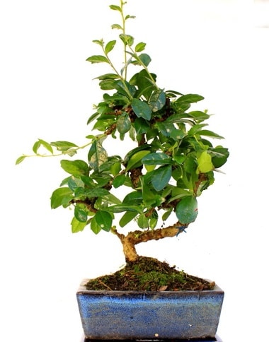S gvdeli carmina bonsai aac  Kocaeli cicekciler , cicek siparisi  Minyatr aa