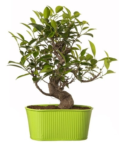Ficus S gvdeli muhteem bonsai  Kocaeli kaliteli taze ve ucuz iekler 