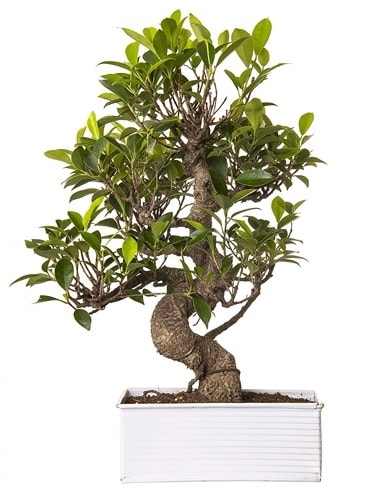Exotic Green S Gvde 6 Year Ficus Bonsai  zmit Kocaeli cicek , cicekci 