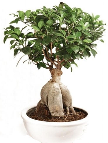 Ginseng bonsai japon aac ficus ginseng  Kocaeli online iek gnderme sipari 